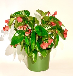 Red Dragon Wing Begonia Plant