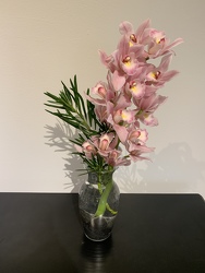 Valentine's Special: Cymbidium Orchid 