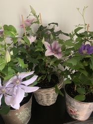 Clematis Plant 
