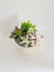 Succulent ceramic planter 