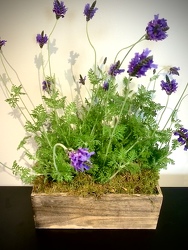 English Lavender Plant Garden 