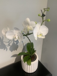 Spiral Phalaenopsis Orchid Plant 