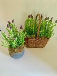 Lavandula Spanish Lavender Plants 