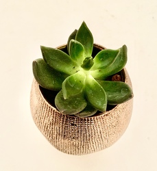 2" Succulent in " Copper"-tone Ceramic Pot