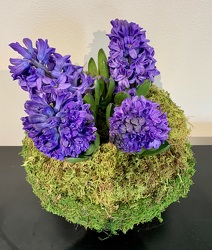 Happy Hyacinth 