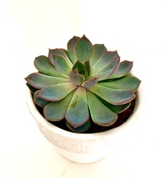 4" Ceramic Pot with Succulent