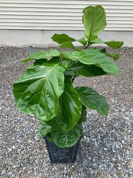 Fiddle Leaf Fig Tree Plant
