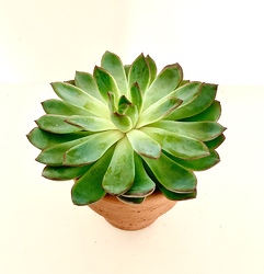 4" Terra-Cotta Pot with Succulent