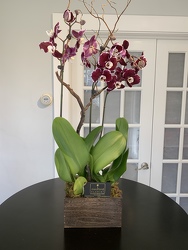 Multi-stem Phalaenopsis Orchid