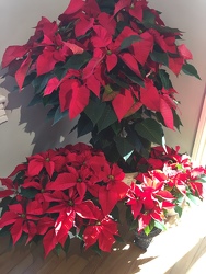 SPECIAL LOW PRICE on Poinsettia - Multiple of options 