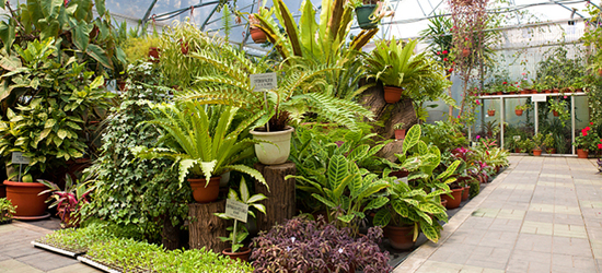 Indoor Foliage Plants 